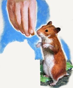 Guldhamster af English School