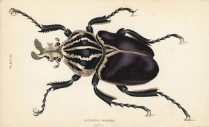 Goliatbille, Goliathus goliatus (Goliathus magnus) af English School