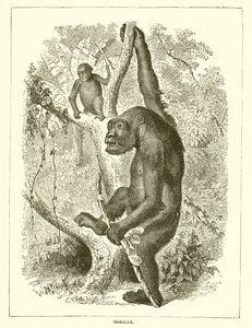 Gorilla af English School