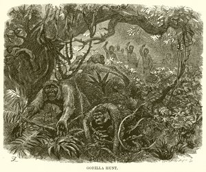 Gorillajagt af English School