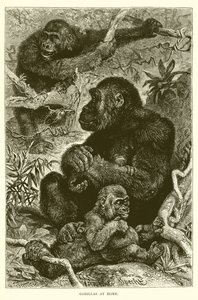 Gorillaer derhjemme af English School