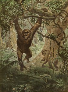 Gorillaer derhjemme af English School
