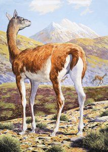 Yndefulde Guanacos af English School