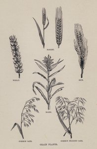 Kornplanter (litho) af English School