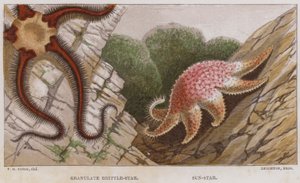 Granulat Brittle-Star, Sun-Star (farve litho) af English School