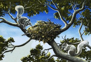 Grå egern af English School