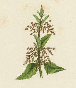 Grøn brændenælde, Urtica Dioica (farvelitografi) af English School