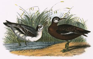 Grå Phalarope af English School