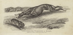 Greyhound, der vender en hare af English School