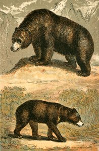 Grizzly Bear og Malay Bear af English School