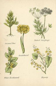 Ground Pine, Burnet Saxifrage, Gedeskæg, White Horehound, Bryony af English School