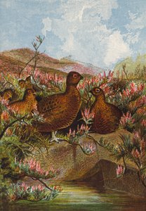 Rype (farvelitografi) af English School