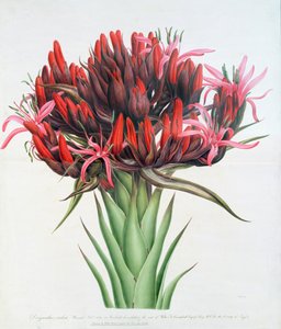 Gymea Lily, 1826 (wc på papir) af English School