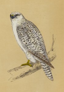 Gyr-Falcon (farve litho) af English School
