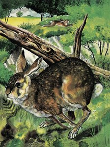 Hare løber af English School