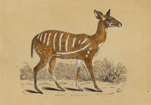 Antilope i seletøj (farvelitografi) af English School
