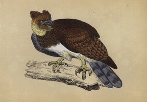 Harpy Eagle (farve litho) af English School