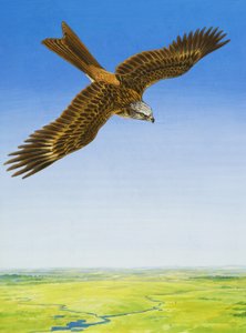 Høg af English School