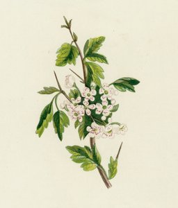 Hvidtjørn, Crataegus Oxyacantha af English School