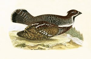 Hazel Grouse, illustration fra 
