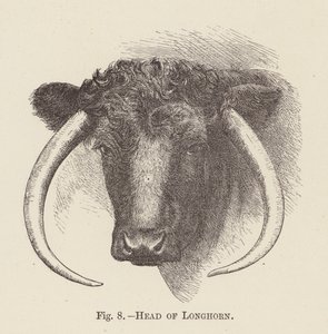 Hoved af langhorn (gravering) af English School