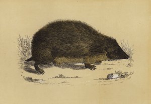 Hedge-Hog (farve litho) af English School