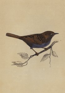 Hedge Sparrow (farve litho) af English School