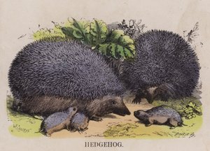 Hedgehogdani af English School