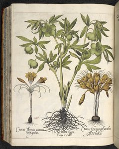 Helleborus Niger (sort hellebore) fra 