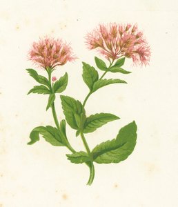 Hamp Agrimony, Eupatorium Cannabinum af English School