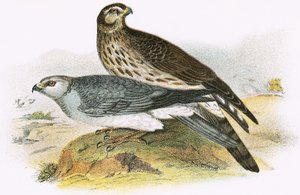 Hen Harrier af English School