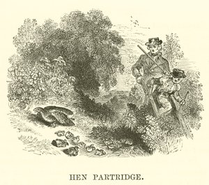 Rebhuhn-Henne (Gravur) von English School