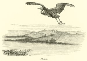 Heron  af English School