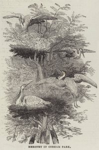 Heronry i Cobham Park (gravering) af English School
