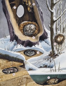 Dvale af English School