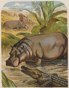 Flodhest og krokodille (farvelitografi) af English School