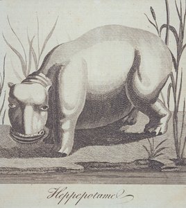 Hippopotamus, fra The Gentlemans Magazine, udgivet i december 1772 af English School