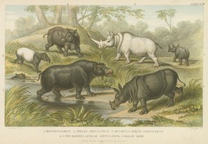 Flodhest, næsehorn og tapir (farvet indgravering) af English School