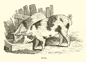 Hog (engraving) af English School