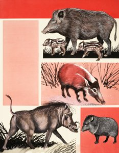 Svin og orner montage af English School