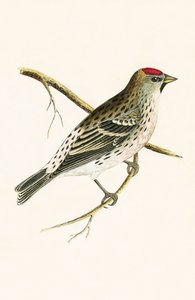 Holbøll