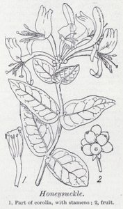 Honeysuckle (litho) af English School