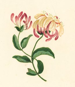 Kaprifolium, Lonicera Periclymenum (farvelitografi) af English School