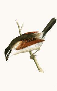 Hooded Shrike, illustration fra 