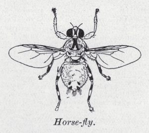 Hesteflue (litho) af English School