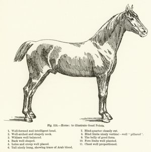 Hest, for at illustrere gode pointer af English School