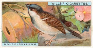 Hus-Sparrow af English School