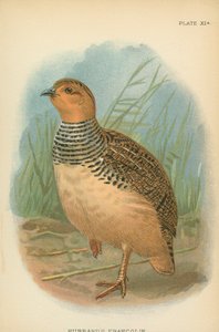 Hubbardfrancolin af English School