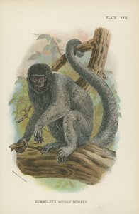 Humboldts Woolly Monkey af English School