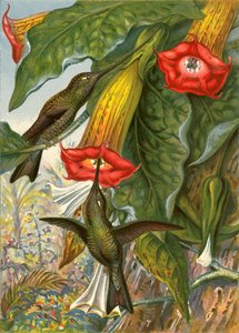 Kolibrier af English School